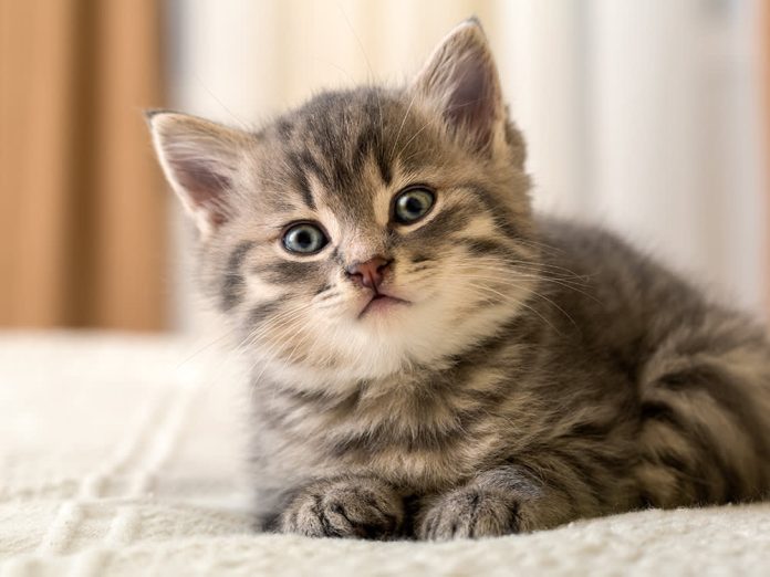 infoguide for kittens llblogpet