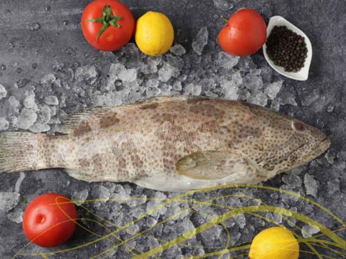 Hamour fish